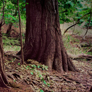 Folletts Brook – Matted Photo